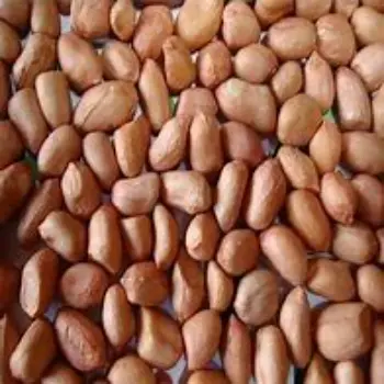 Fresh Groundnut Seeds